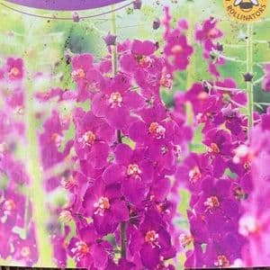 Verbascum 'Violetta'  3L  SOLD OUT