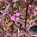Verbena 'Bampton' (officinalis)  2L