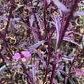 Verbena 'Bampton' (officinalis)  2L