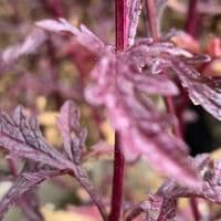 Verbena 'Bampton' (officinalis)  2L