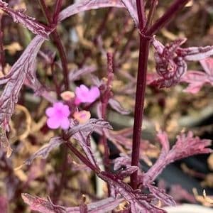 Verbena 'Bampton' (officinalis)  2L