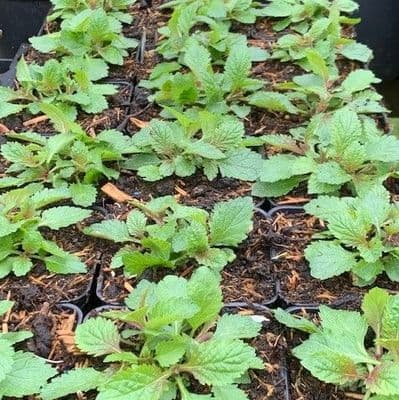 Verbena bonariensis 9cm