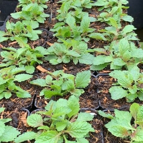 Verbena bonariensis 9cm