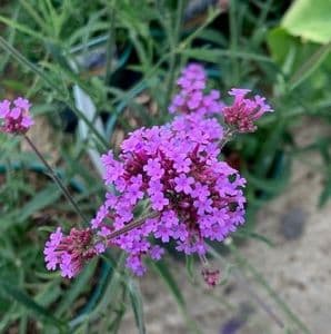 Verbena bonariensis 'Lollipop' 2L