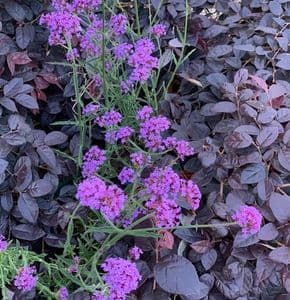 Verbena bonariensis 'Royal Dreams'  2L  READY NOW