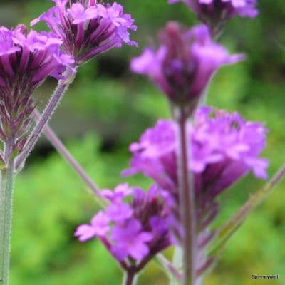 Verbena rigida  2L