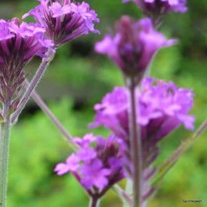 Verbena rigida  9cm