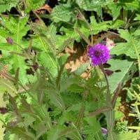 Verbena rigida  'Dazzling Night'  9cm