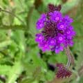 Verbena rigida  'Dazzling Night'  9cm