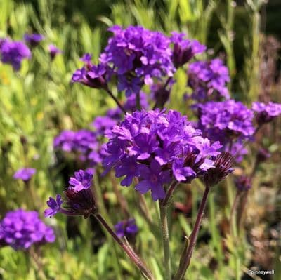 Verbena rigida  'Dazzling Night'  9cm