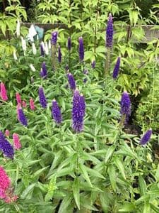 Veronica 'First Glory'  5L  out of stock