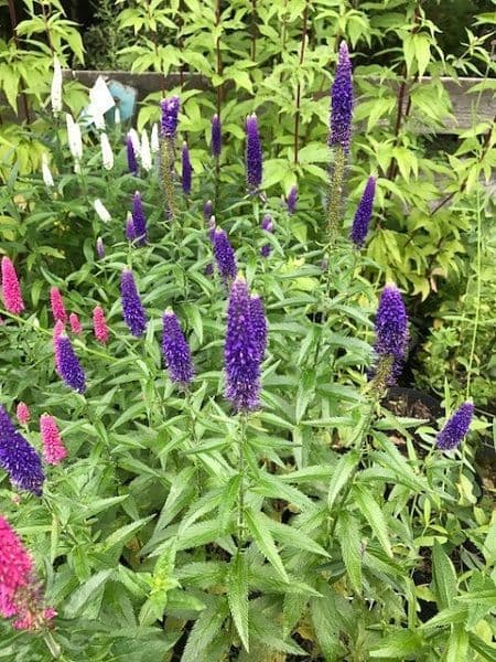 Veronica 'First Glory'  5L  out of stock