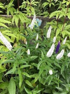 Veronica 'First Lady'  5L  out of stock