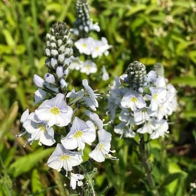 Veronica gentianoides 2L