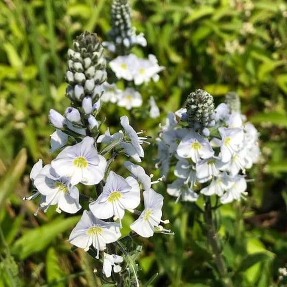 Veronica gentianoides 2L