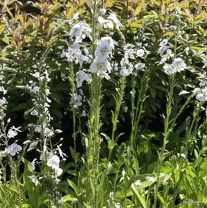 Veronica gentianoides 9cm
