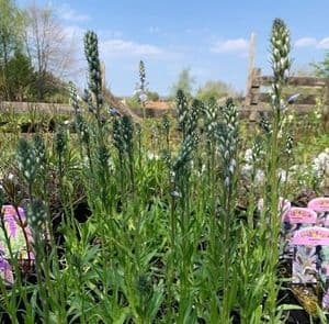 Veronica gentianoides 'Robusta'  9cm