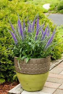 Veronica 'Hocus Pocus'  2L