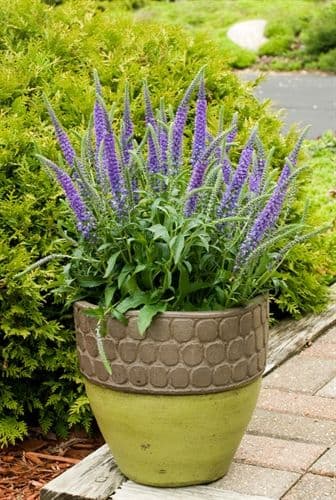 Veronica 'Hocus Pocus'  2L