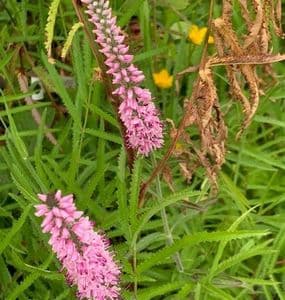 Veronica longifolia 'Pink Eveline'   OUT OF STOCK