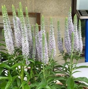 Veronica  'Snow Candles' (spicata) 2L