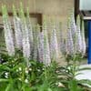 Veronica 'Snow Candles' (spicata) 2L