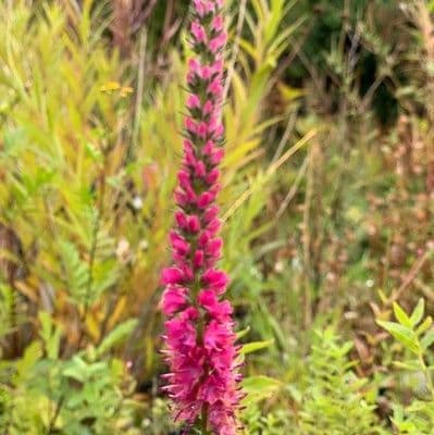 Veronica spicata 'Rotfuchs'  2L
