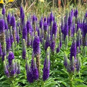 Veronica 'Ulster Dwarf Blue' (syn.Baby Blue) spicata  2L