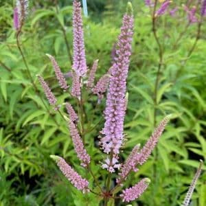 Veronicastrum virg. 'Challenger'  2L