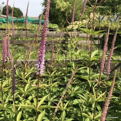 Veronicastrum virginicum 'Adoration'   3L     3L