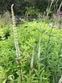 Veronicastrum virginicum 'Album'  2L
