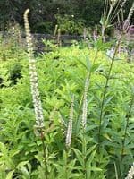 Veronicastrum virginicum 'Album'  2L