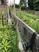 Veronicastrum virginicum 'Album'  2L