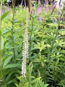 Veronicastrum virginicum 'Album'  2L