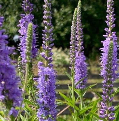 Veronicastrum virginicum 'Appollo'  2L