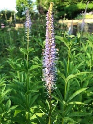 Veronicastrum virginicum 'Fascination'  3LD SOLD OUT