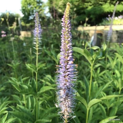 Veronicastrum virginicum 'Lavandelturn'  3L