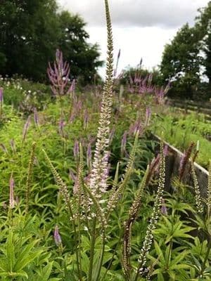 Veronicastrum virginicum 'Pink Glow'  2L
