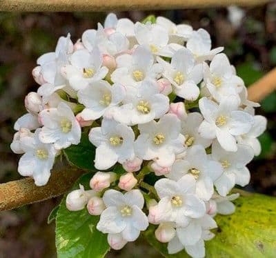 Viburnum b. 'Park Farm Hybrid'  5L  60-90cms