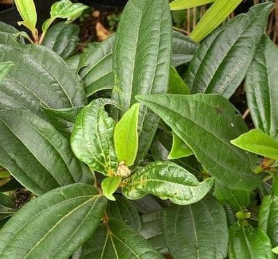 Viburnum davidii    30L