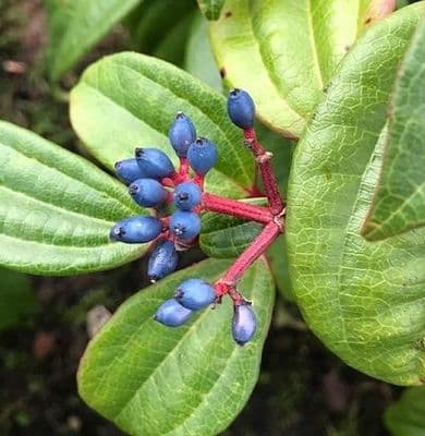 Viburnum davidii (f)   5L