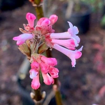 Viburnum 'Dawn' (x bodnantense) 7.5L 30-45cm