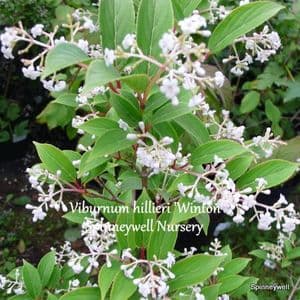 Viburnum hillieri 'Winton'  AGM  12L 80-100cm  NEW STOCK SOON