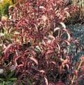 Viburnum hillieri 'Winton'  AGM  3L  45-60cms