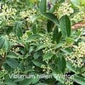 Viburnum hillieri 'Winton'  AGM  3L  45-60cms