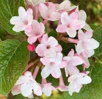 Viburnum juddii   7.5/10L  80-100cm