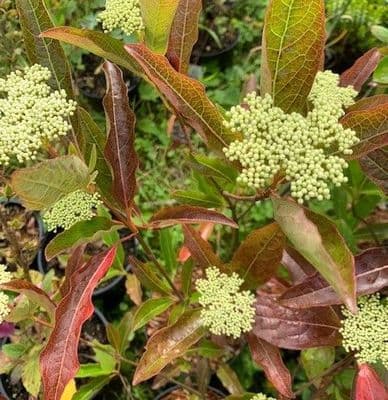 Viburnum nudum 'Pink Beauty'  3L