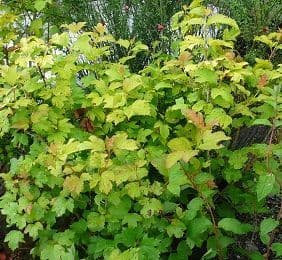 Viburnum opulus Aureum  10L  SOLD OUT