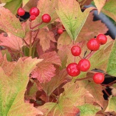 Viburnum opulus Compactum  7.5L 45-60cms