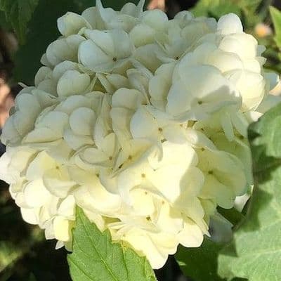 Viburnum opulus Sterile (Roseum) 5L Snowball Bush